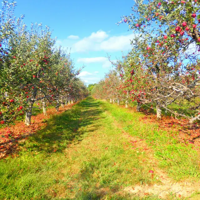 Fruit ripening on the branch on a bright afternoon
