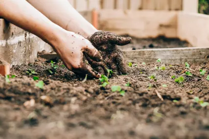 Two hands settling a seedling into dark soil