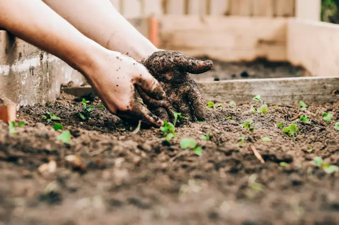 Two hands settling a seedling into dark soil