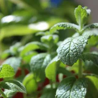 Lime and mint, close in and very green