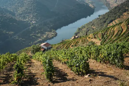Close rows of vines with mist still sitting on the valley floor
