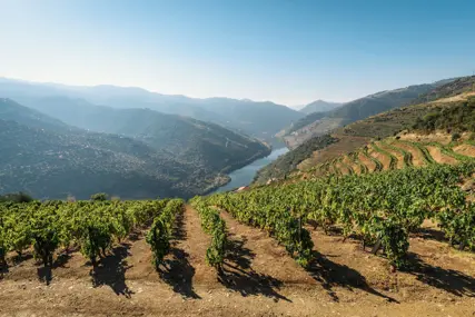 Terraced vineyards falling away to the river on a clear morning