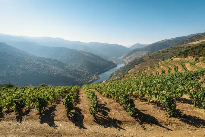 Terraced vineyards falling away to the river on a clear morning