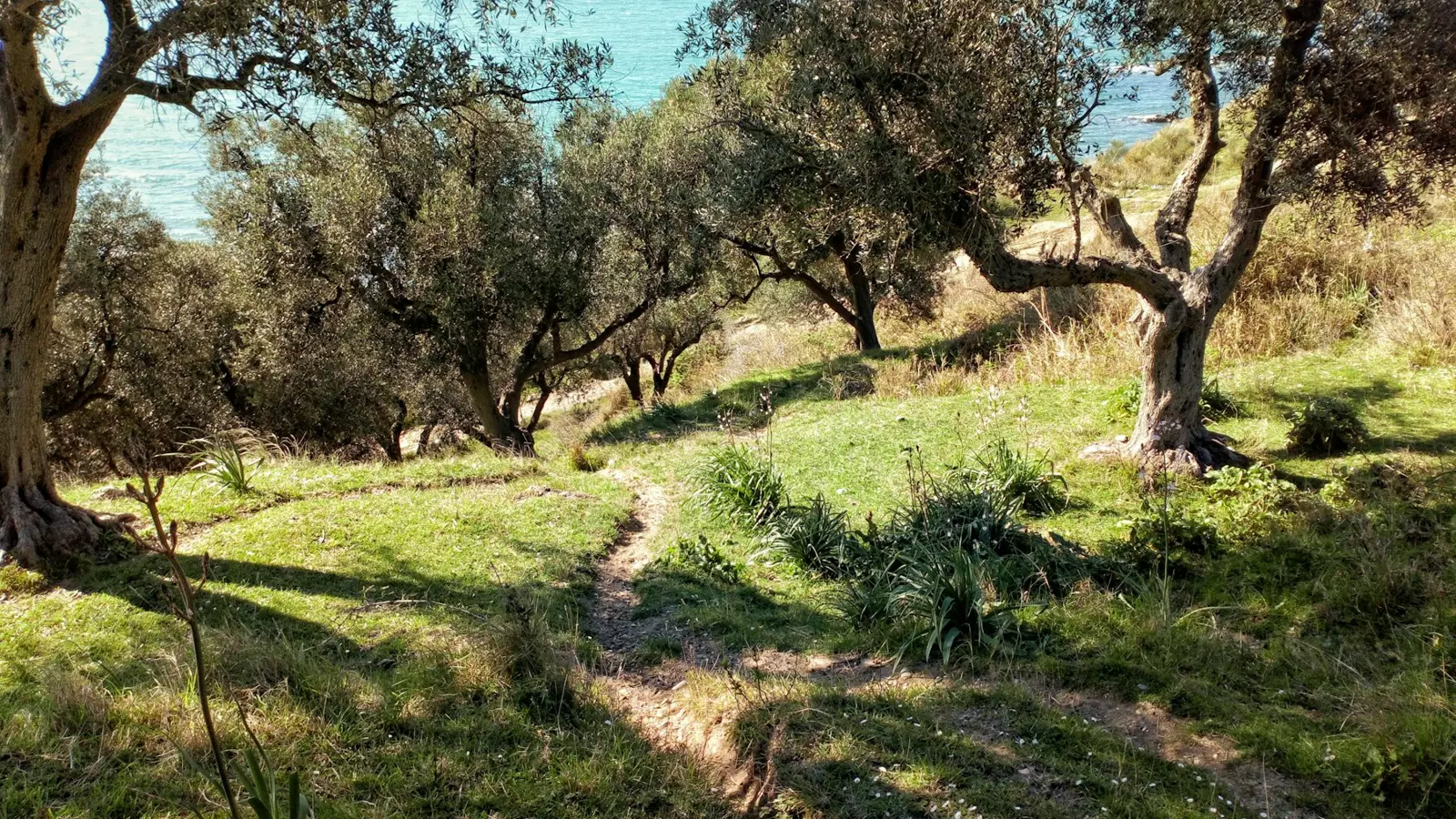 The olive year