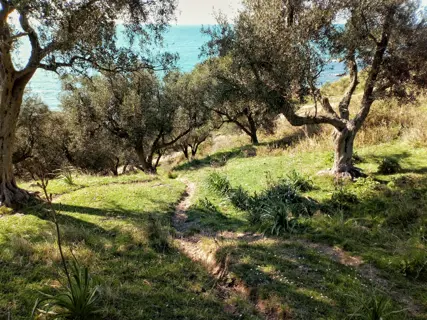 Rows of old olive trees on a dry hillside