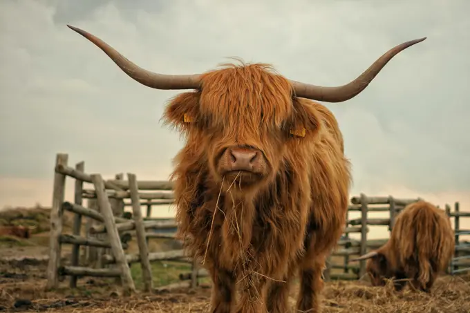 A highland cow looking straight down the lens